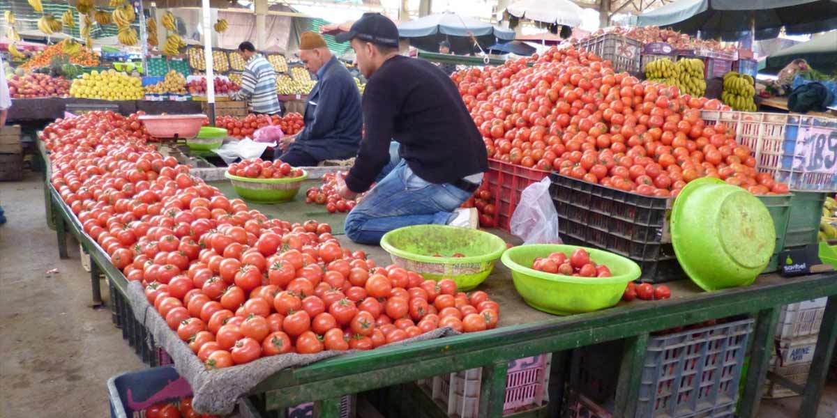 Fiumi di pomodoro marocchino in Europa: +42% nell’ultimo decennio